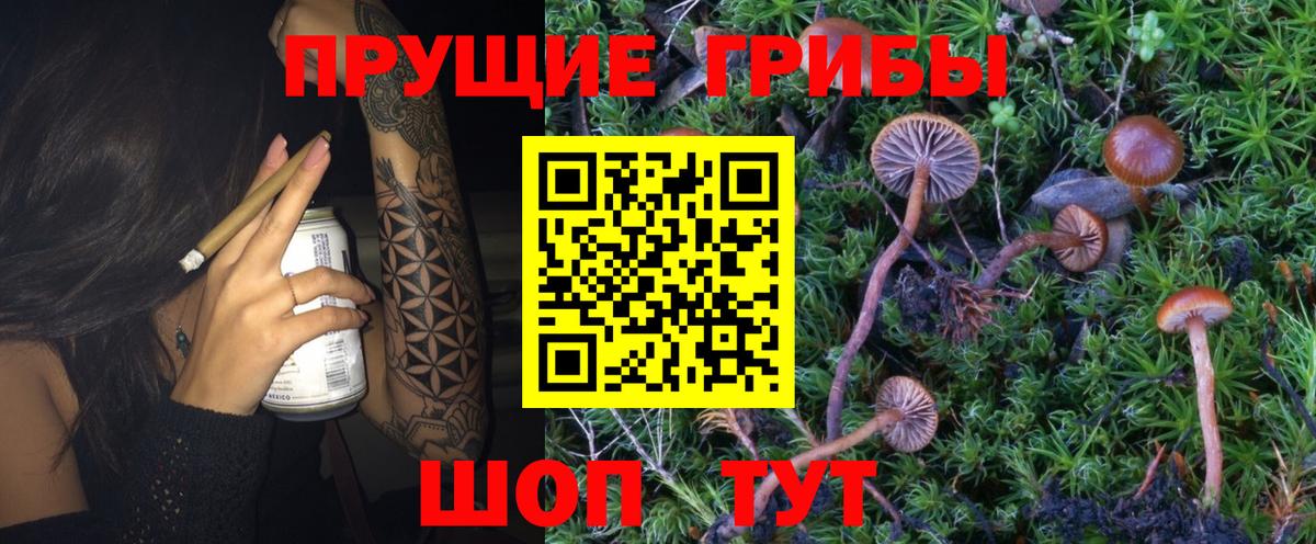 Галлюциногенные грибы MAGIC MUSHROOMS  Вход с VPN  Псилоцибиновые грибы Cubensis  Благовещенск 